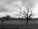 Tree ii
